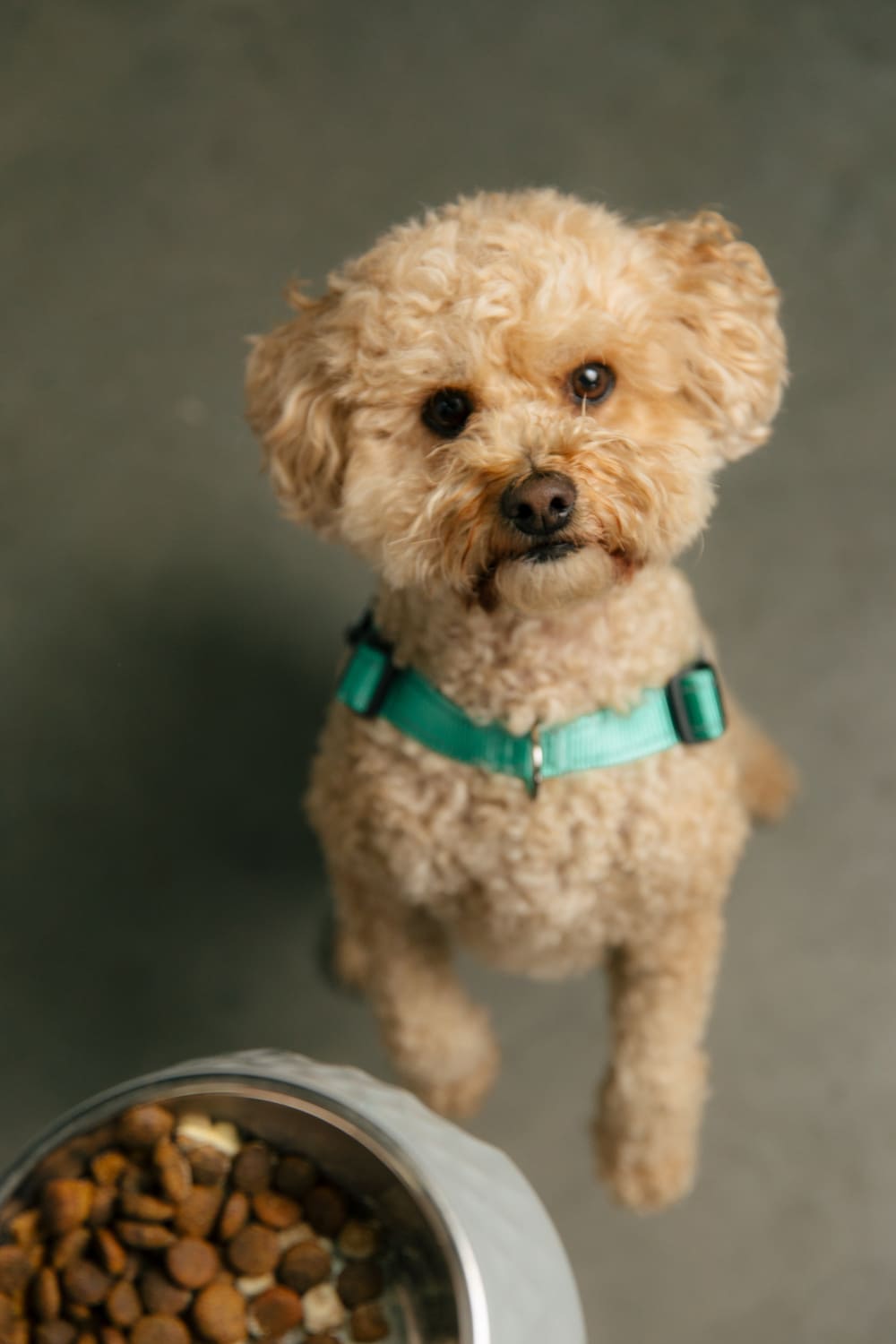 What are These Strange Dog Behaviors Trying to Tell You?