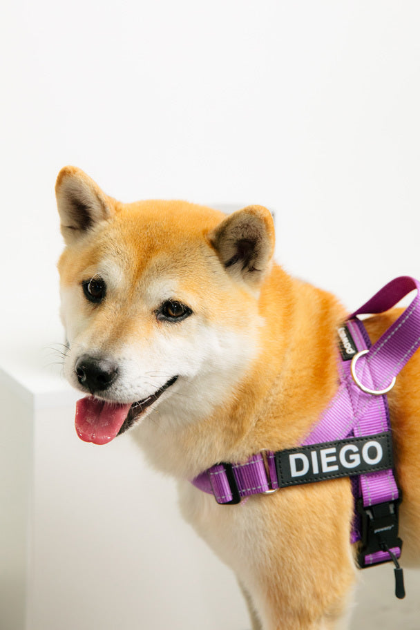 How to Spot Allergies in Dogs