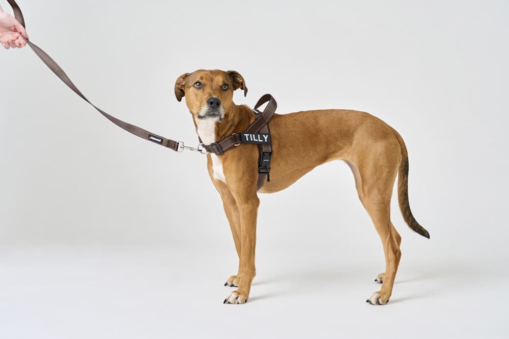 Can a Dog Harness Be the Secret to Less Pulling?