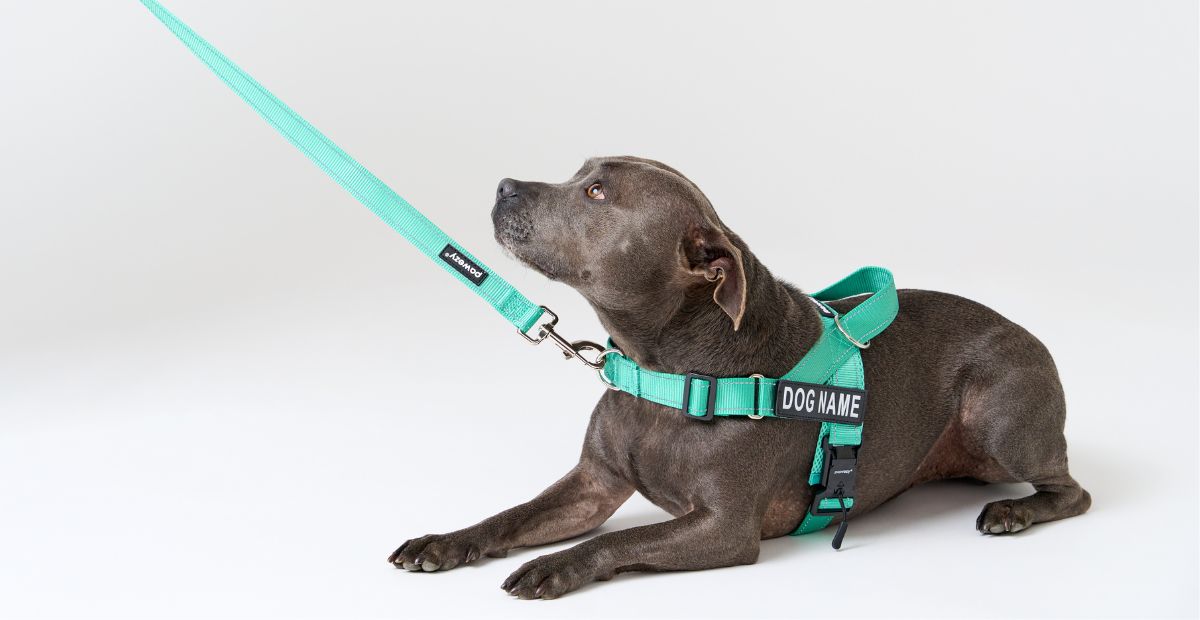 High Quality Personalised Dog Harness Collection for Comfort and Control