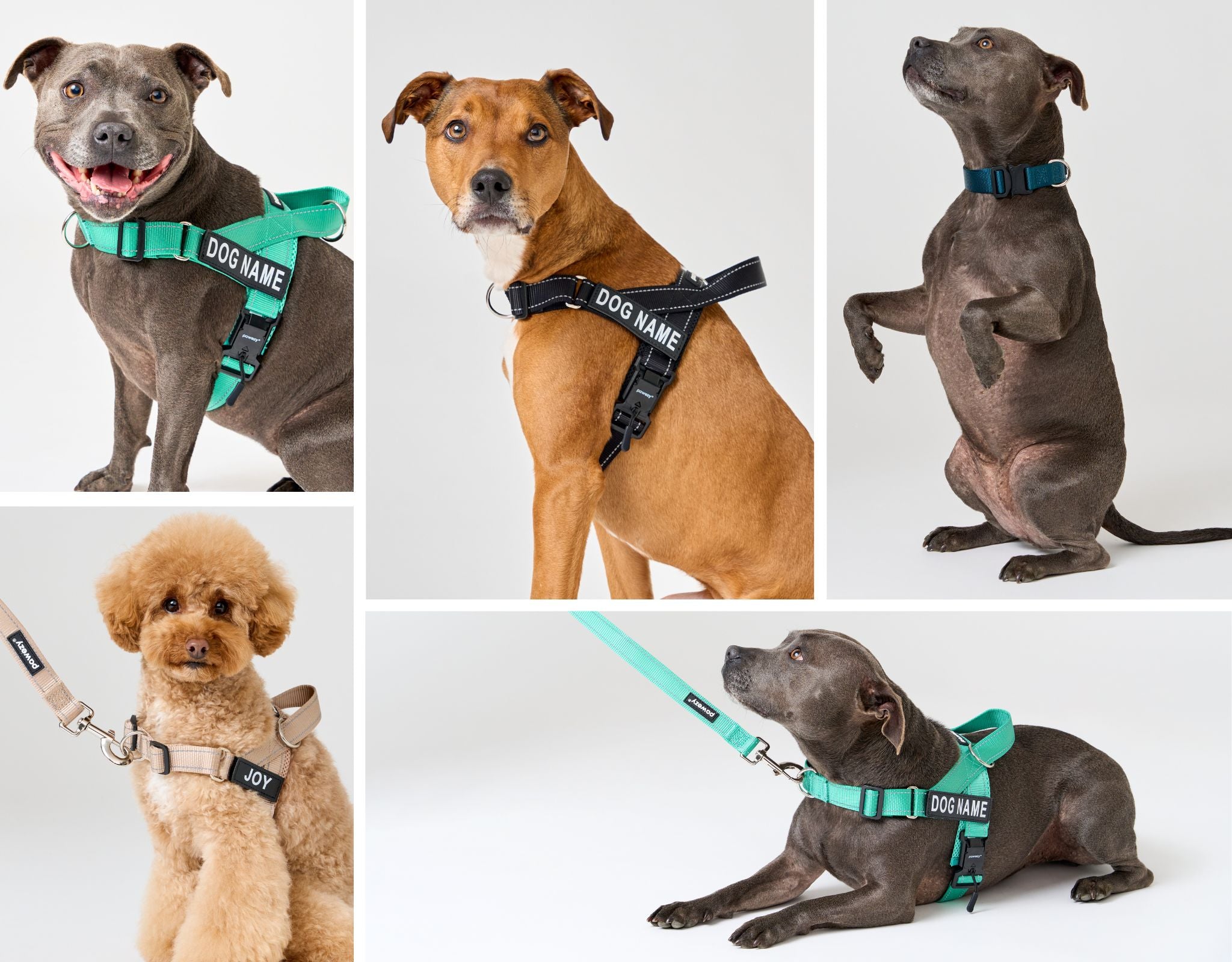 Best dog harness