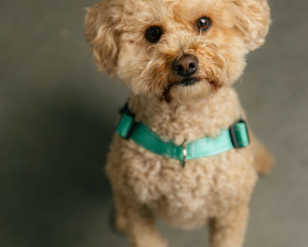 What are These Strange Dog Behaviors Trying to Tell You?