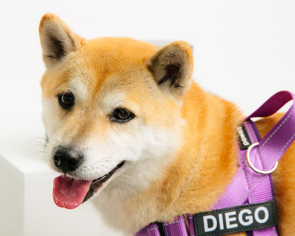 How to Spot Allergies in Dogs