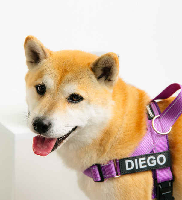 How to Spot Allergies in Dogs