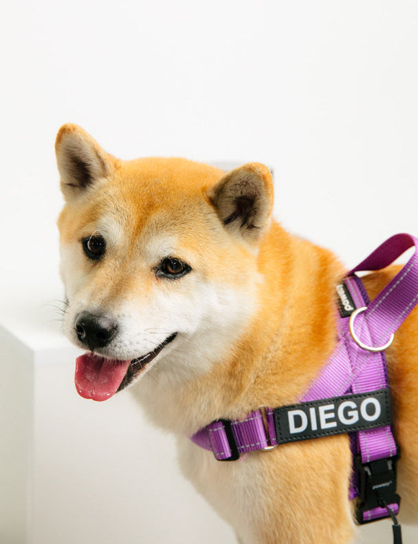 How to Spot Allergies in Dogs