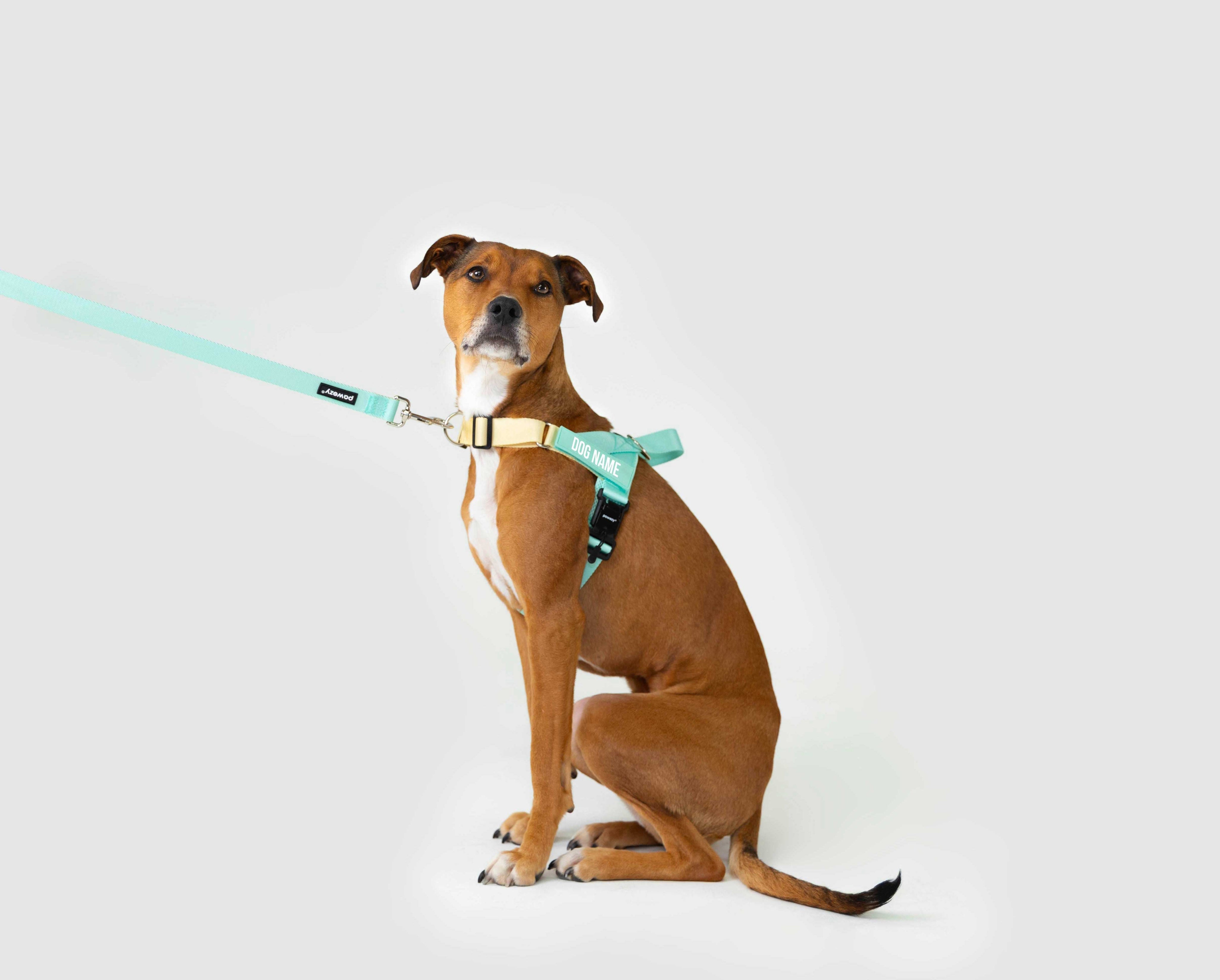 Why Choose Nylon Webbing Over Polypropylene for Dog Accessories