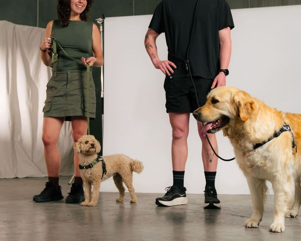 Don’t Make These Common Mistakes While Walking Your Dog