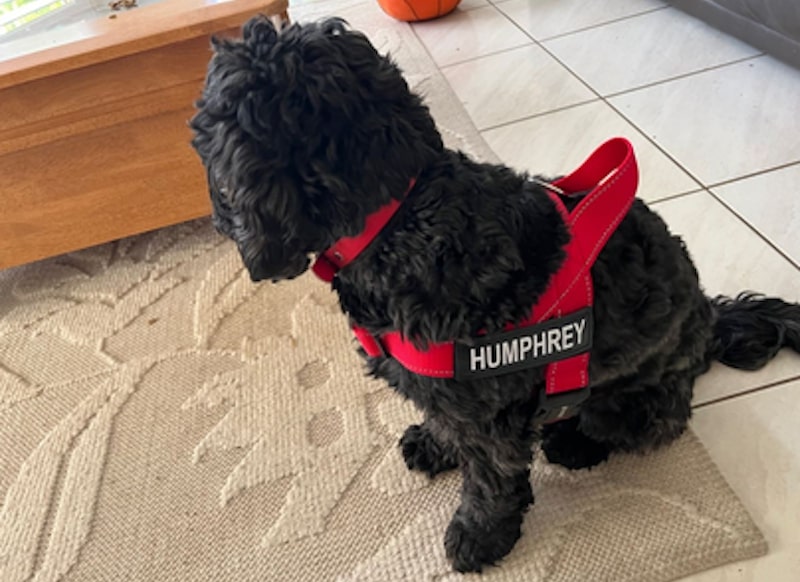 Essential Features to Look For in a Dog Harness