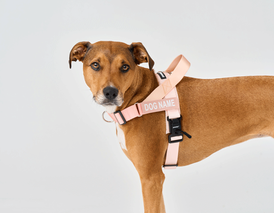 The Need for Routine Checks and Replacements of Your Dog’s Harness and Leash