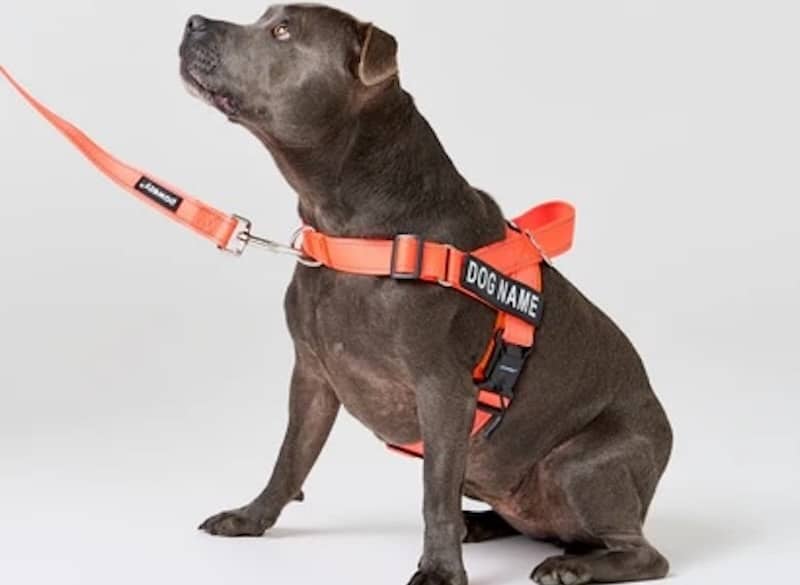 Pick the Right Harness for Your Dog