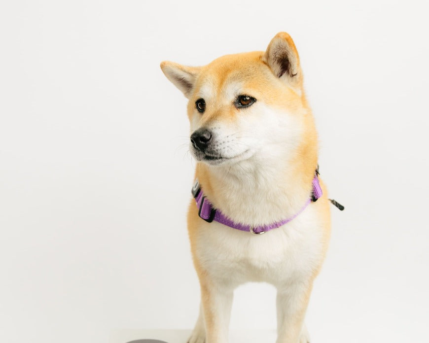Is Your Dog’s Gut Health the Hidden Cause Behind Itching, Paw Licking, and Allergies?