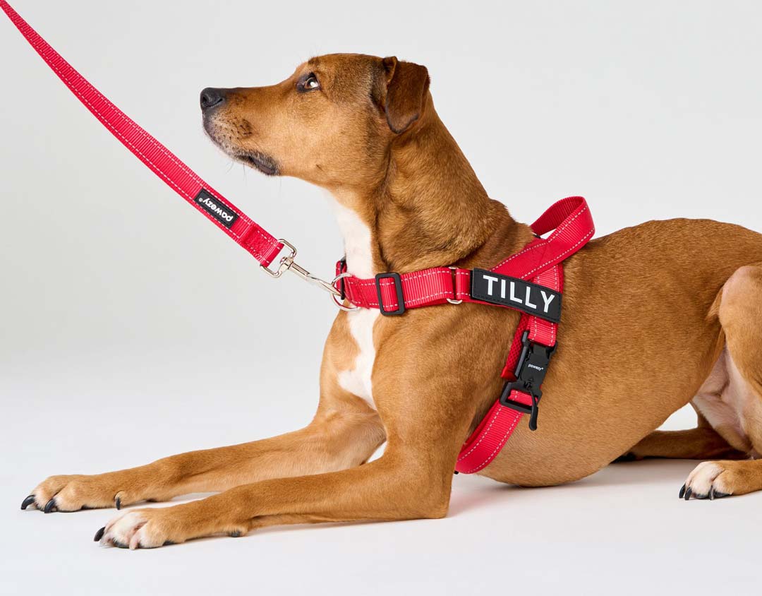 Essential Features to Look For in a Dog Harness