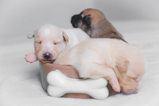5 Things to Consider Before Bringing Your Puppy Home