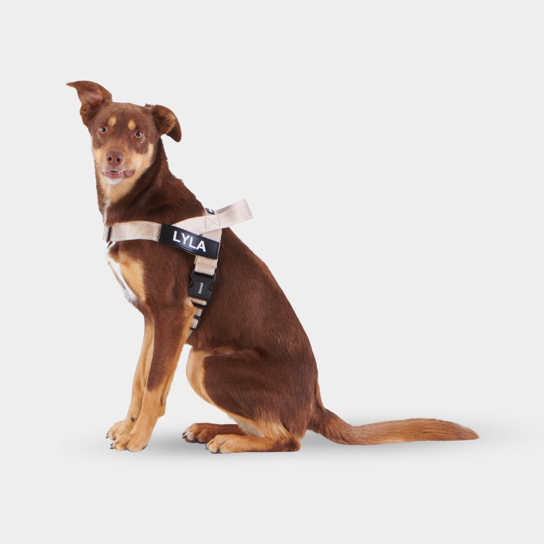Dog harness with online name