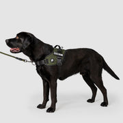 EasyFit Flex No-Pull Harness