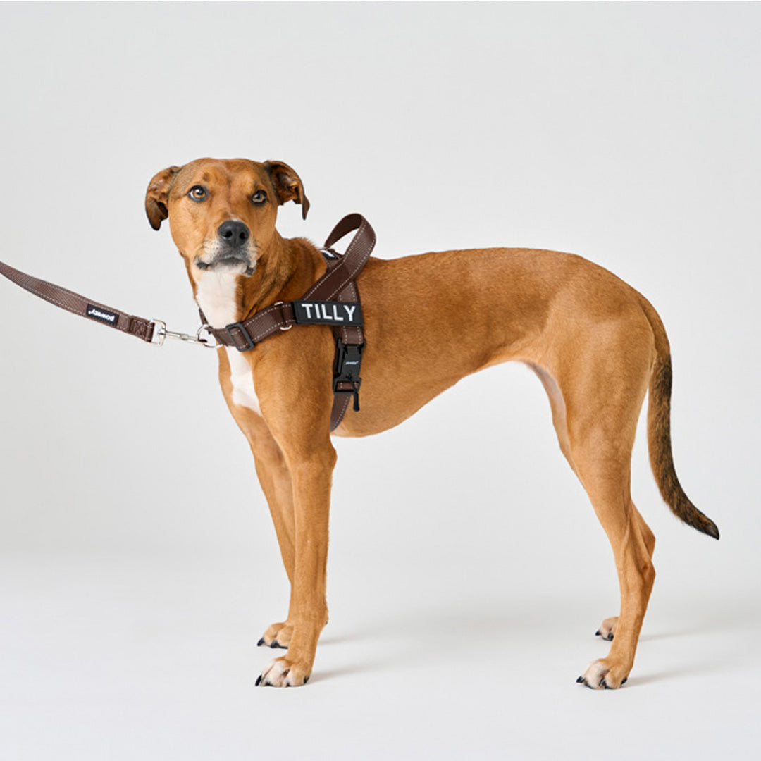 EasyFit No-Pull Harness