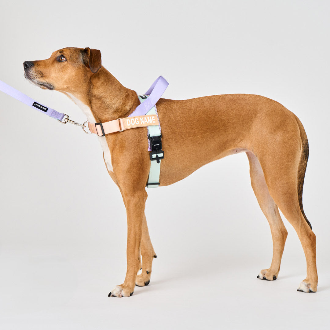 EasyFit Air No-Pull Harness