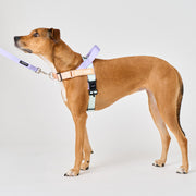 EasyFit Air No-Pull Harness