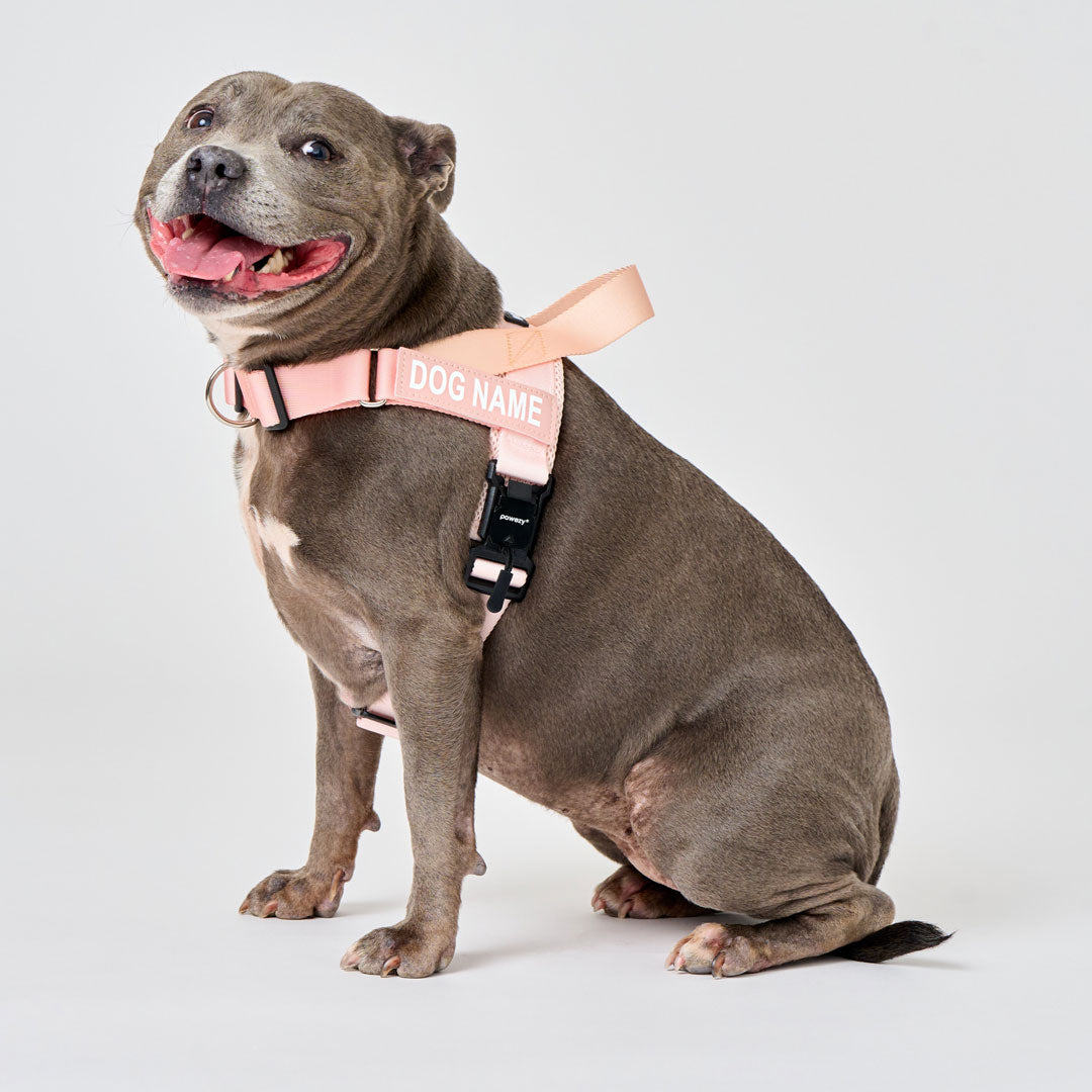 EasyFit Air No-Pull Harness