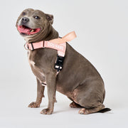 EasyFit Air No-Pull Harness
