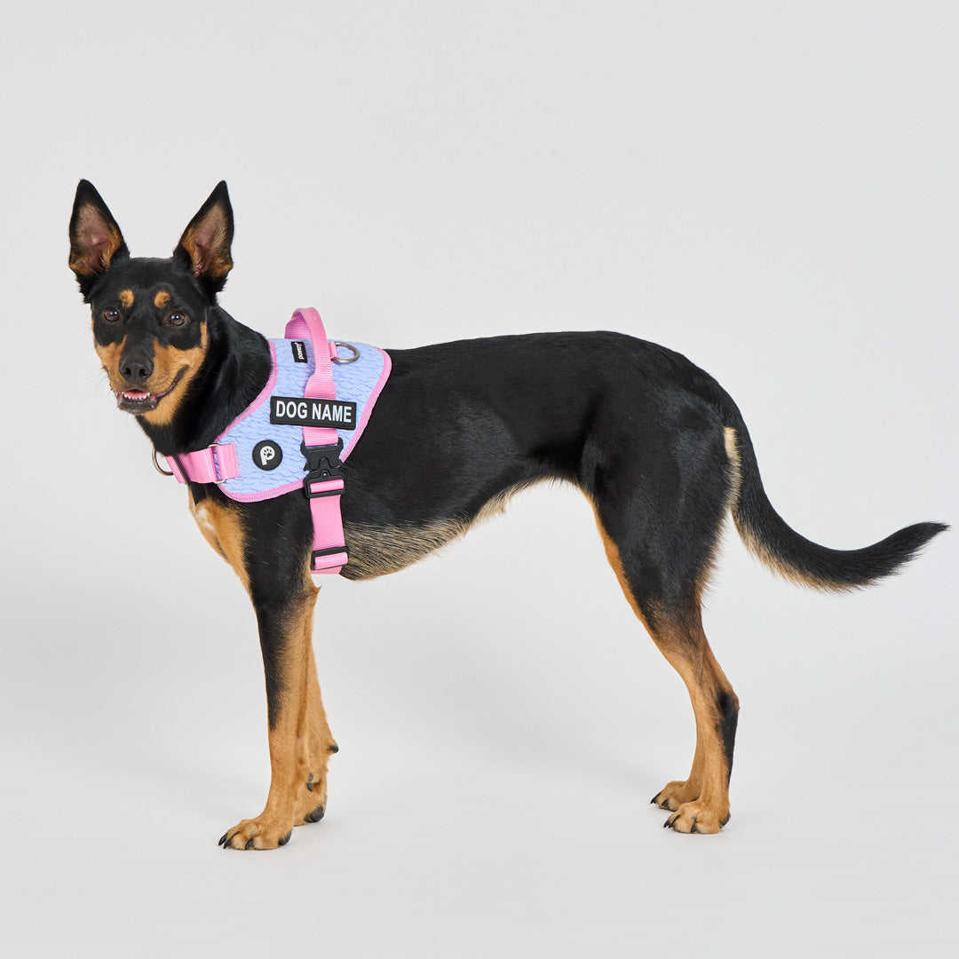 Flex No-Pull Harness