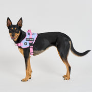 Flex No-Pull Harness