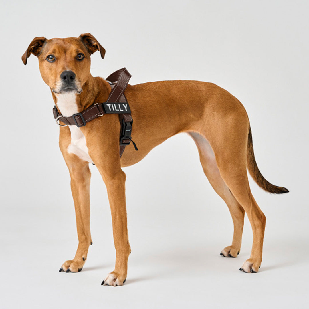 EasyFit No-Pull Harness