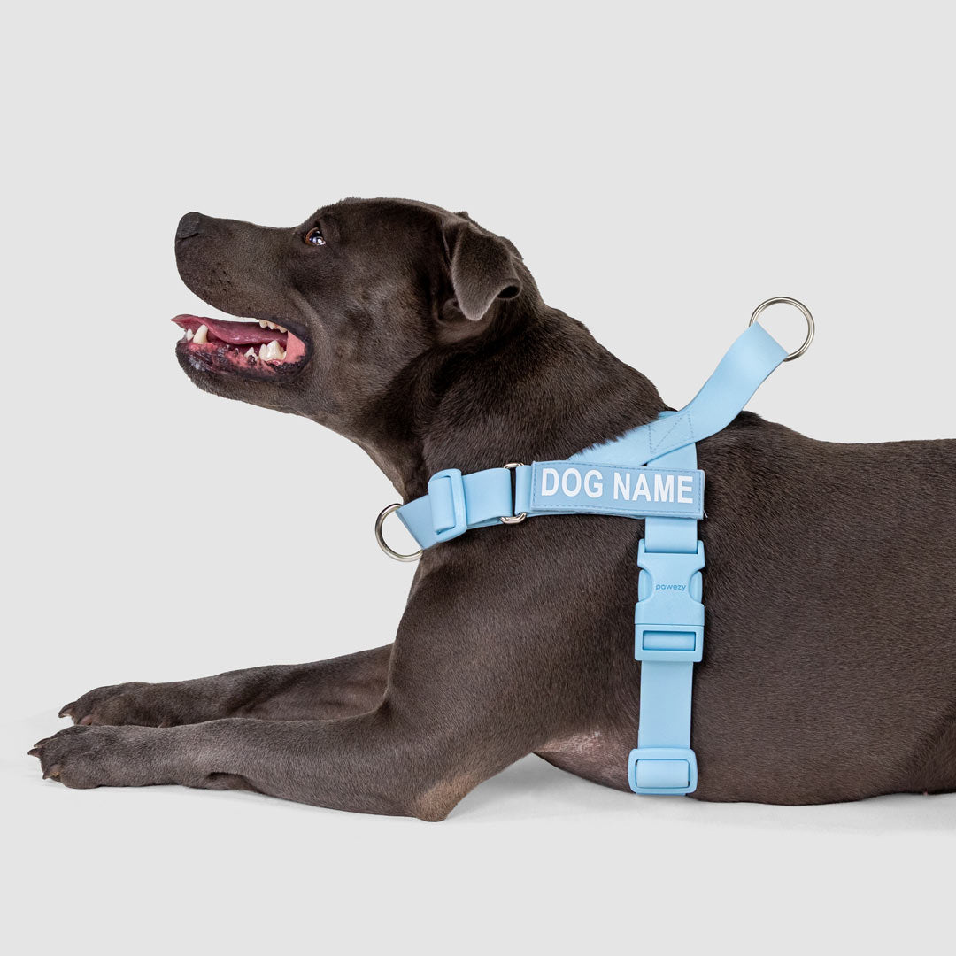 EasyFit Swim No-Pull Harness