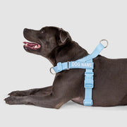 EasyFit Swim No-Pull Harness