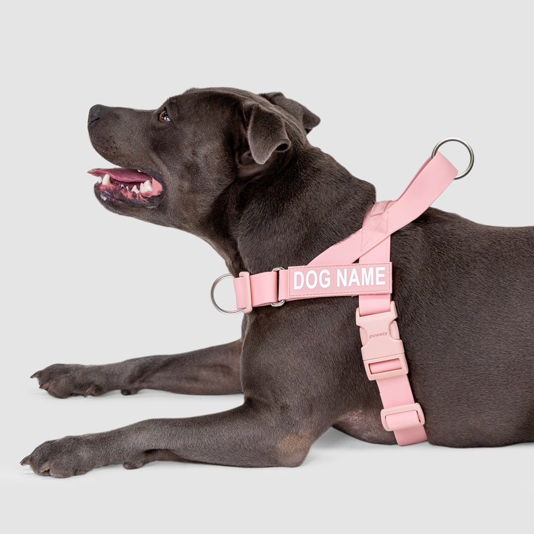EasyFit Swim No-Pull Harness