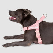 EasyFit Swim No-Pull Harness
