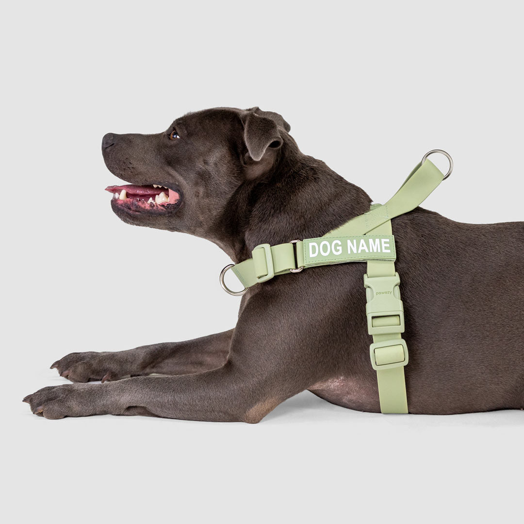 EasyFit Swim No-Pull Harness