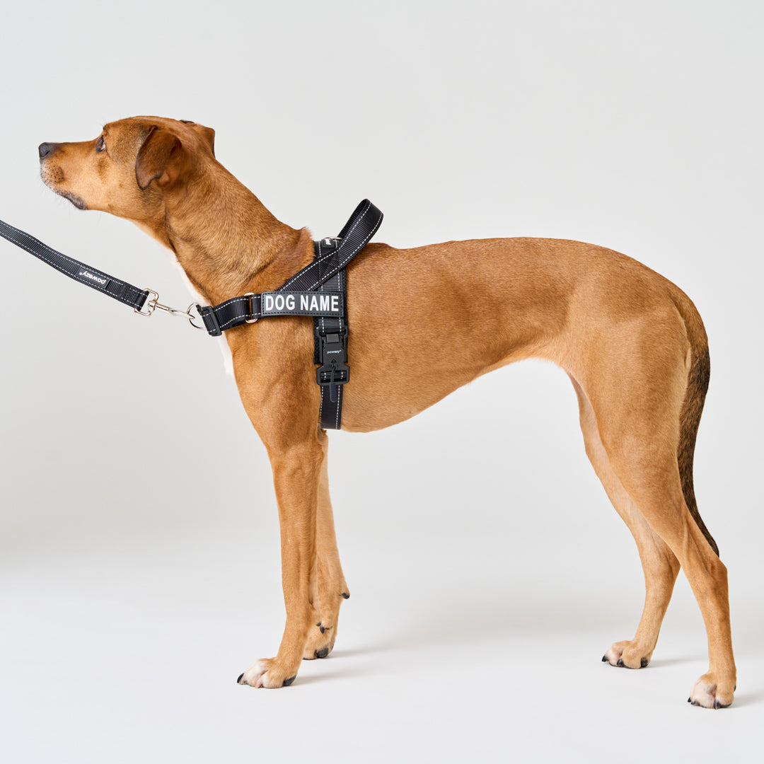 EasyFit No-Pull Harness