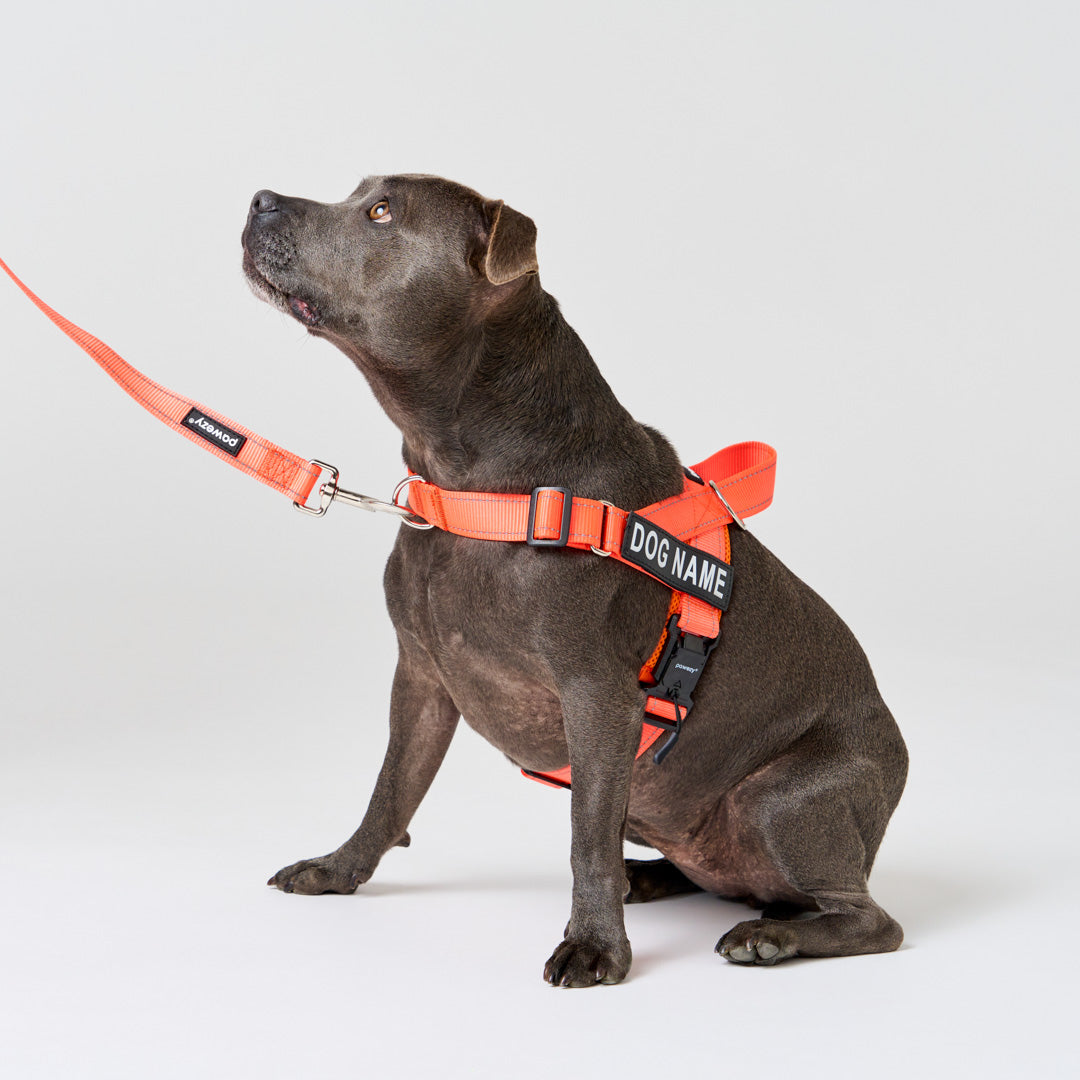 EasyFit No Pull Dog Harness