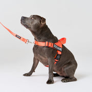 EasyFit No-Pull Harness