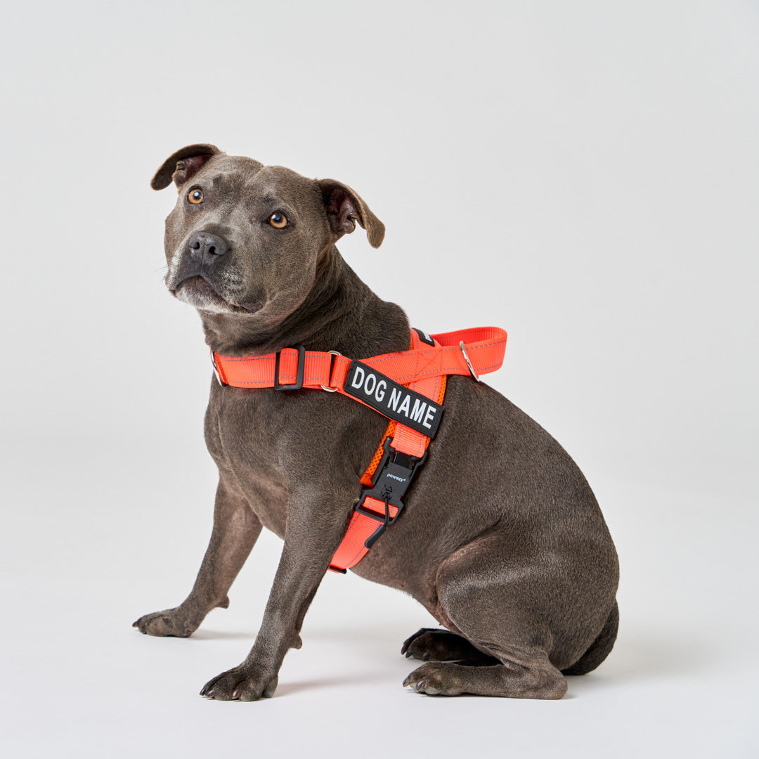 EasyFit No Pull Dog Harness