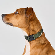 EasyFit Elite Collar