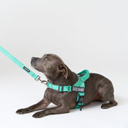 EasyFit No-Pull Harness