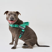 EasyFit No-Pull Harness