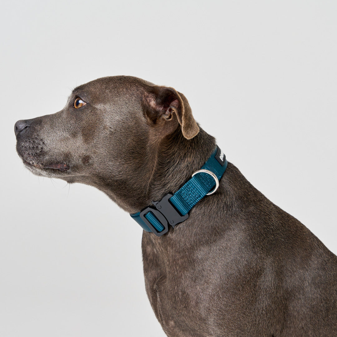 EasyFit Elite Collar
