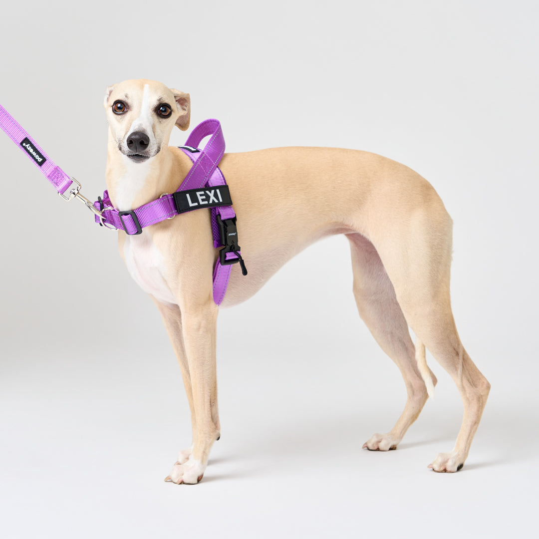 EasyFit No-Pull Harness