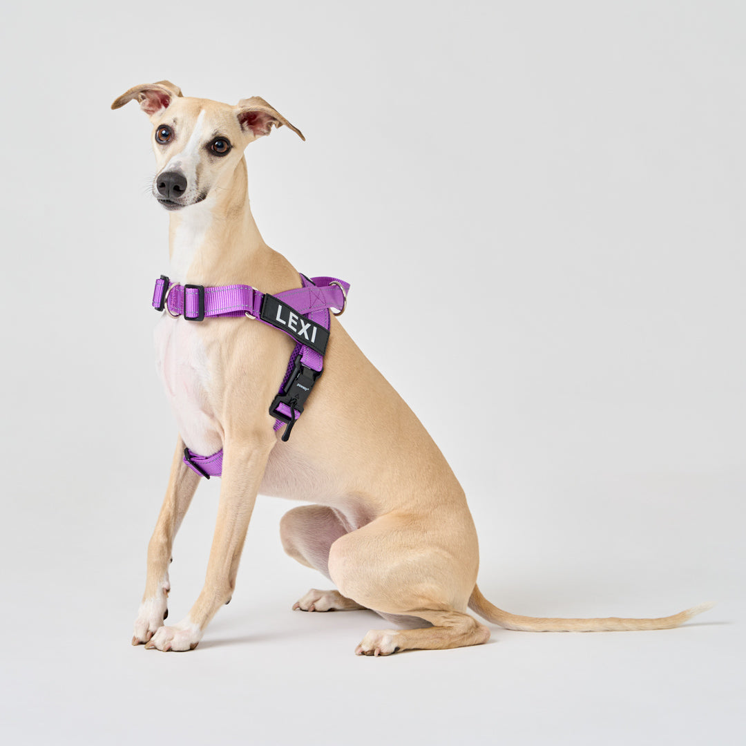 K9 harness australia best sale