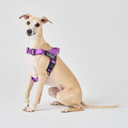 EasyFit No-Pull Harness