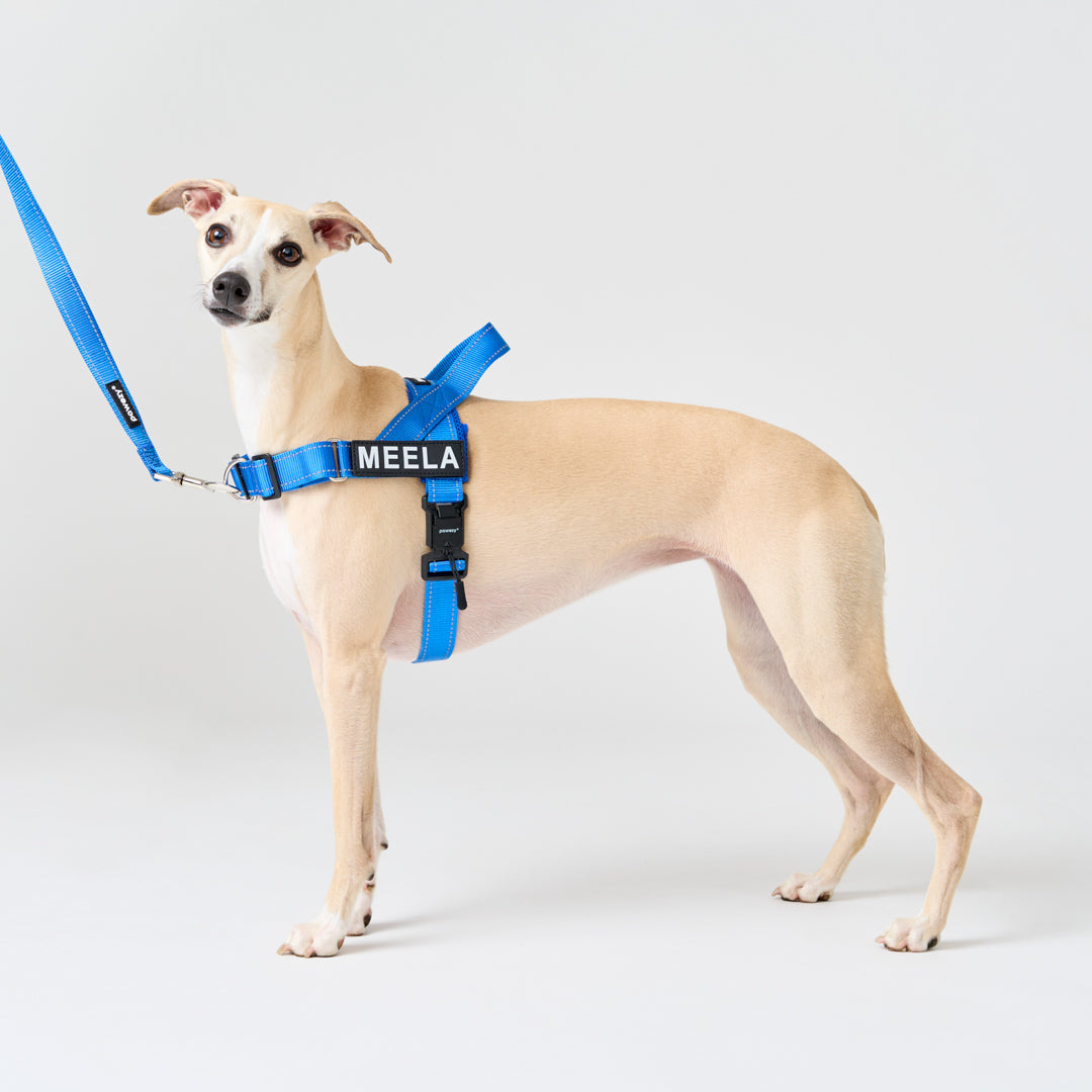 EasyFit No-Pull Harness