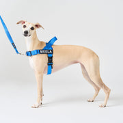EasyFit No-Pull Harness