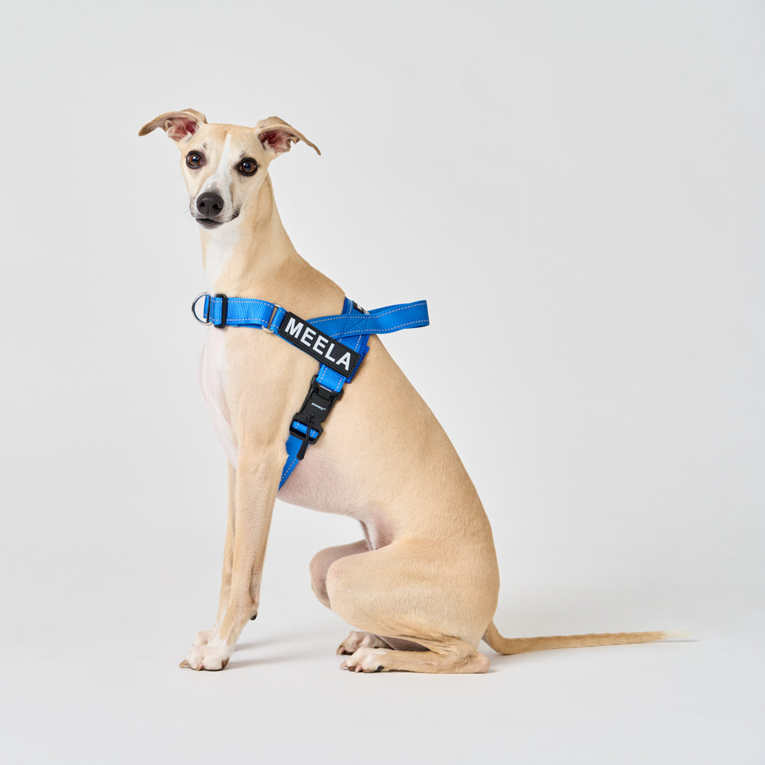 EasyFit No-Pull Harness