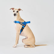 EasyFit No-Pull Harness