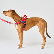 EasyFit No-Pull Harness