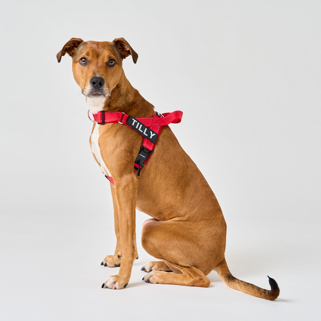 EasyFit No-Pull Harness