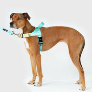 EasyFit Air No-Pull Harness